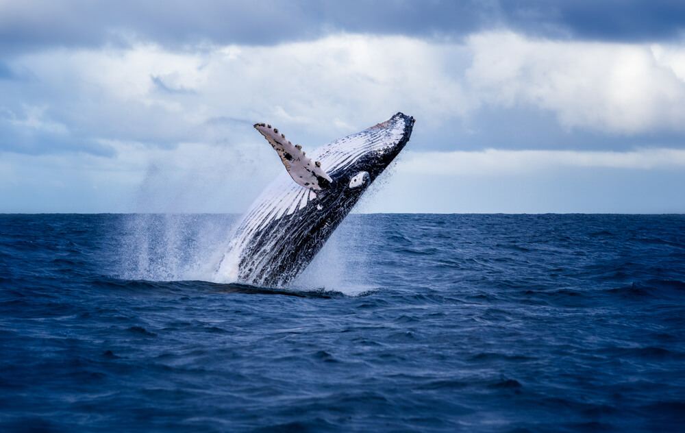 ビットコイン上昇の背景にはクジラの存在が